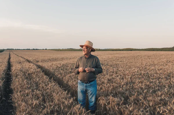 Gün batımında buğday tarlasında duran şapkalı yaşlı çiftçinin portresi..