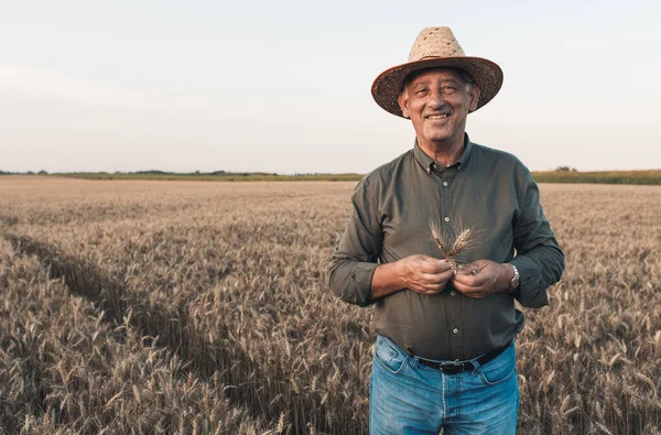 Gün batımında buğday tarlasında duran şapkalı yaşlı çiftçinin portresi..