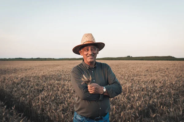Gün batımında buğday tarlasında duran şapkalı yaşlı çiftçinin portresi..