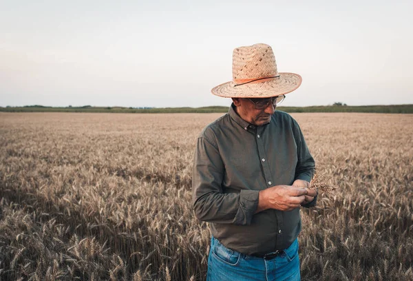 Gün batımında buğday tarlasında duran şapkalı yaşlı çiftçinin portresi..