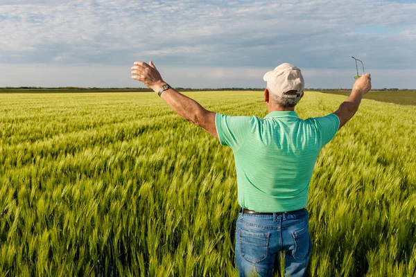 Kıdemli çiftçinin kolları açık buğday tarlasında dikiz aynasından..