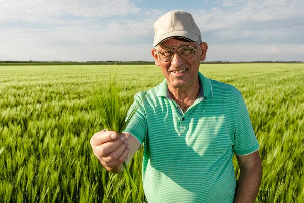 Gülümseyen kıdemli çiftçinin portresi buğday tarlasında elinde ekinle duruyor..