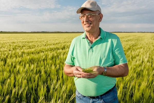 Buğday tarlasında duran kıdemli çiftçinin portresi.