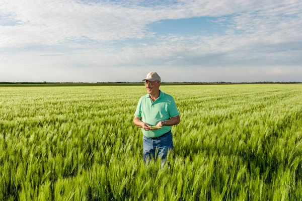 Buğday tarlasında duran kıdemli çiftçinin portresi.