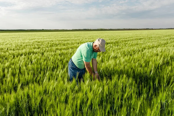Buğday tarlasında duran kıdemli çiftçinin portresi.