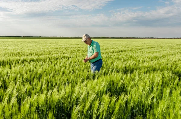 Buğday tarlasında duran kıdemli çiftçinin portresi.