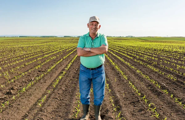 Mısır tarlasında duran gülümseyen kıdemli çiftçinin portresi.