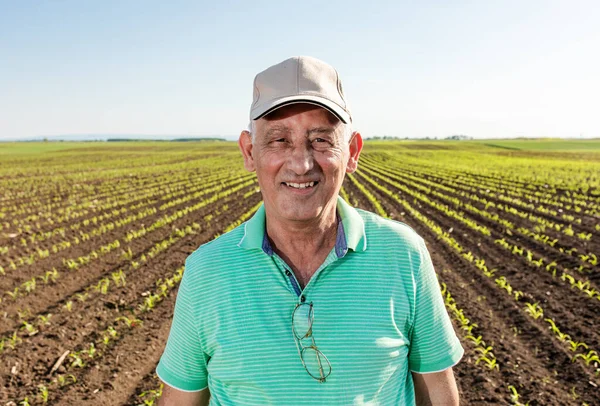 Mısır tarlasında duran gülümseyen kıdemli çiftçinin portresi.