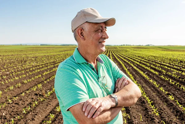 Mısır tarlasında duran gülümseyen kıdemli çiftçinin portresi.