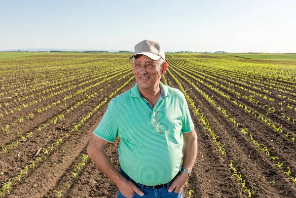 Mısır tarlasında duran gülümseyen kıdemli çiftçinin portresi.