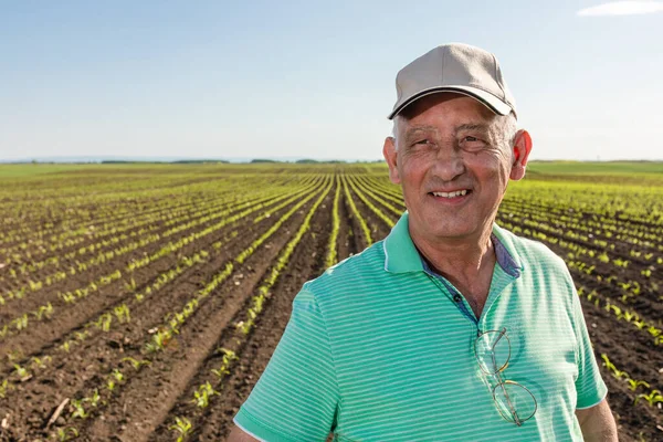 Mısır tarlasında duran gülümseyen kıdemli çiftçinin portresi.