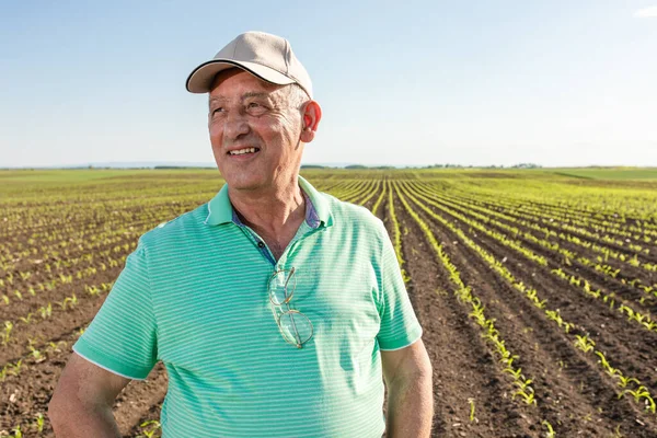 Mısır tarlasında duran gülümseyen kıdemli çiftçinin portresi.