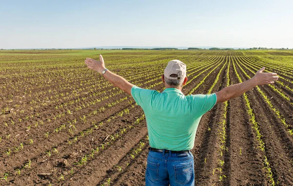 Kıdemli çiftçinin kolları açık mısır tarlasında dikiz aynasından..