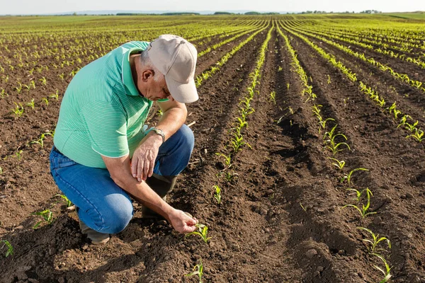 Mısır tarlasında dikilen kıdemli çiftçi mahsulü inceliyor..