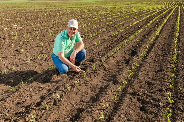 Mısır tarlasında dikilen kıdemli çiftçi mahsulü inceliyor..