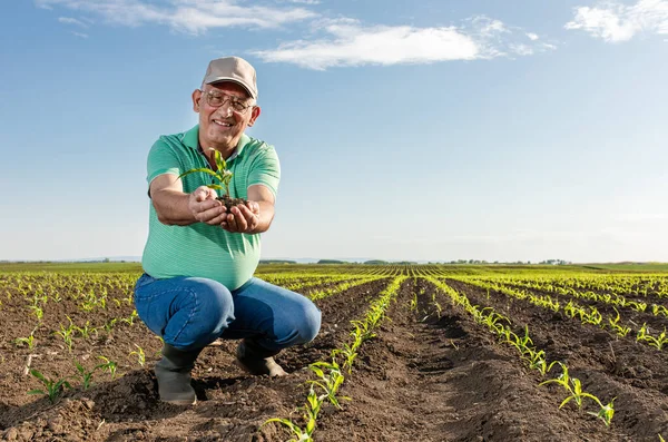 Mısır tarlasında dikilen kıdemli çiftçi mahsulü inceliyor..