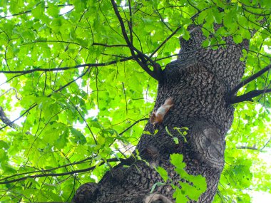Kırmızı Sincap Yeşil Yapraklar Arasında Bir Ağaca Tırmanıyor