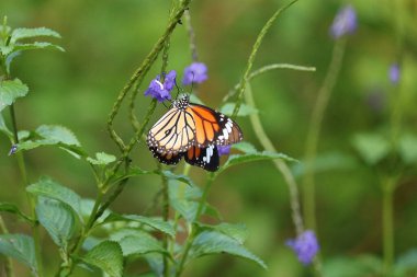 güzel kelebek çiçek closeup