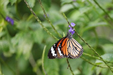 Çiçeklerin arasındaki güzel kelebek yaşamı gösteriyor.