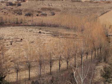 Çin 'de Çırılçıplak Ağaçlar ve Kuru Tarlalarla Kırsal Kış Manzarası Xinjiang Urumqi