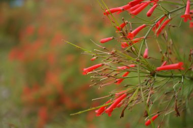 Lush Garden 'da canlı kırmızı kestane fişekleri