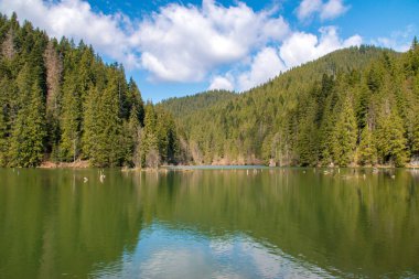 Romanya 'nın Transilvanya kentindeki Lacu Rosu Gölü. Kızıl Göl, Romanya' nın en büyük doğal baraj gölüdür..