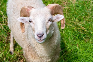 Boynuzlu tatlı koyun, yakın plan, seçici odaklanma. Koyun portresi, yakın plan.