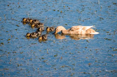 Mallard ördek annesi ve onun göldeki ördek yavruları. Mallard ördekleri çok korumacı ebeveynlerdir. Dişiler genellikle kuluçka ve kuluçka faaliyetlerini yönetirler..