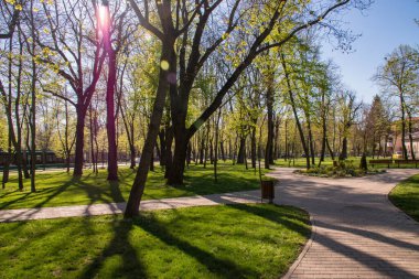 Romanya 'nın İasi kentindeki Copou Park' ta güzel bir manzara. Romanya 'nın İasi kentindeki Copou Parkı sabahın erken saatlerinde güneş ışığıyla yıkandı..