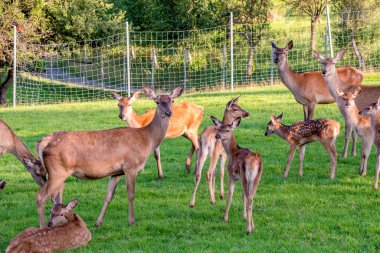 Group of red deer (Cervus elaphus) in a national natural park,selective focus