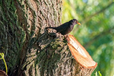 Karatavuk (Türdus merula) ağaçta seçici bir odak noktasıdır. Karatavuk (Turdus merula), Avrupa 'da en çok bilinen ve en yaygın ötücü kuşlardan biridir..