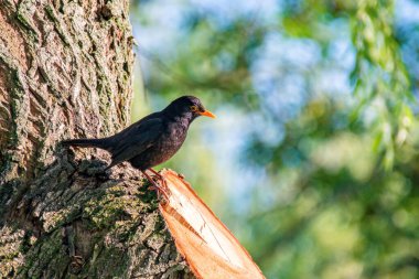 Karatavuk (Türdus merula) ağaçta seçici bir odak noktasıdır. Karatavuk (Turdus merula), Avrupa 'da en çok bilinen ve en yaygın ötücü kuşlardan biridir..