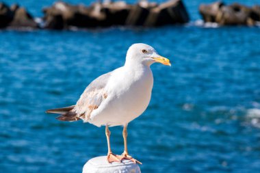 Larus Argentatus Ringa martı profili, seçici odaklanma. Martılar, Laridae familyasının bir parçası olan son derece uyumlu deniz kuşlarıdır..