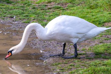 Güzel, dilsiz bir kuğu olan Kuğu rengi seçici bir odak noktasıdır. Whooper Kuğu (Cygnus olor), dünyanın en büyük ve en tanınan su kuşlarından biridir..