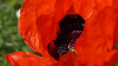 Kırmızı gelincik çiçeği (Papaveroideae) yakın plan, seçici odak. Gelincikler Papaveraceae ailesine aittir ve çarpıcı, kağıttan taç yaprakları ve çeşitli ilaç ve yiyecek kullanımları için yaygın olarak yetiştirilirler..