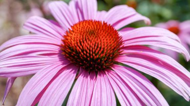 Canlı mor coneflower (Echinacea purpurea) yakın çekim, seçici odak. Ekinezya, bağışıklık sistemini güçlendiren özellikleriyle tanınan, Kuzey Amerika 'ya özgü uzun ömürlü bir tıbbi bitkidir..