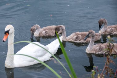 Swan (mute swan-Cygnus olor) with chicks on the lake.The Mute Swan (Cyrolus olor), known scientifically as Cygnus olor, is one of the largest and most elegant birds in Europe.