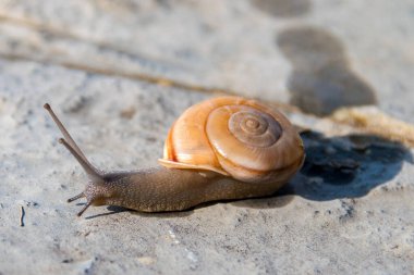 Yolda sürünen bir salyangoz. Yaklaş, seçici odaklan.