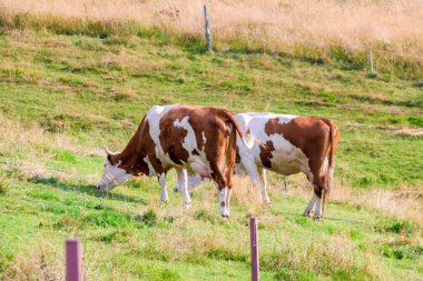 Romanya 'nın Transilvanya kentindeki bir çayırda otlayan inekler