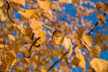 Renkli sonbahar yaprakları, sonbahar arka planı, yakın plan, seçici odaklanma. Renkli sonbahar yaprakları fenomeni doğanın en canlı geçişlerinden biri olmaya devam ediyor..