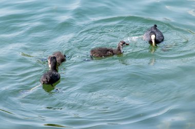 American Coot (Fulica americana) ve göldeki piliçler
