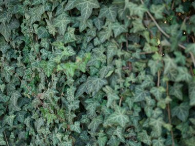 Büyük yeşil sarmaşık çitinden bir duvar