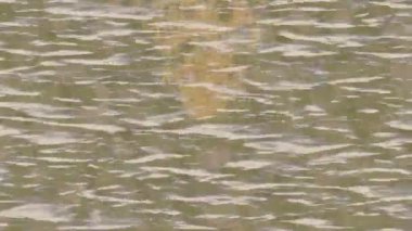 Benzersiz video giriş tasarımı projeleri için detaylı yüzey kalıbı film animasyon stili grafik girişi