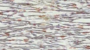 Lüks hareket tasarımı üst düzey video projeleri ve dijital sanat için zarif, pürüzsüz bir dokusu var.