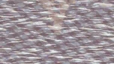 Profesyonel video projeleri sanat tarzı için organik hareketli arkaplan tasarımı