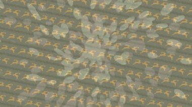 Dijital doku yüzey tasarım biçimi ile modern video animasyonu için gelişmiş hareket grafikleri