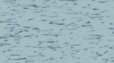 Yaratıcı video düzenleme film arkaplan tasarımı için minimalist organik hareket grafikleri