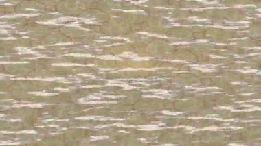 Profesyonel video projeleri sanat tarzı için organik hareketli arkaplan tasarımı