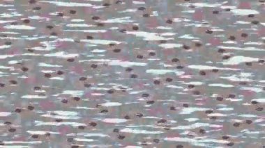 Organik desenli yüzey giriş stili video film sanatı ile soyut arkaplan tasarımı