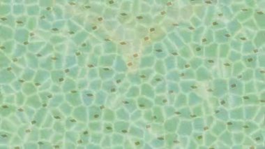 Yaratıcı video düzenleme film arkaplan tasarımı için minimalist organik hareket grafikleri